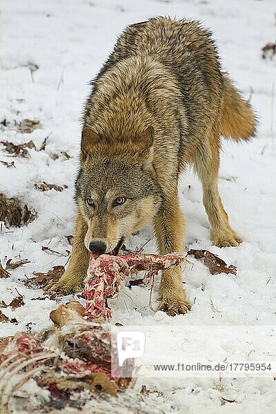 Grauer Wolf (Canis lupus)  erwachsenes Weibchen  ernährt sich von Weißwedelhirsch (Odocoileus virginianus)  der im Schnee Beute macht  Minnesota  U. S. A. Januar (in Gefangenschaft)