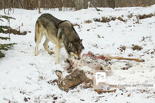 Grauer Wolf (Canis lupus)  erwachsenes Männchen  ernährt sich von Weißwedelhirsch (Odocoileus virginianus)  der im Schnee Beute macht  Minnesota  U. S. A. Januar (in Gefangenschaft)