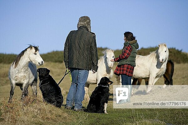 Hundebesitzer mit Rottweiler und Border Collie nähern sich Welsh Mountain Ponies  Pembrokeshire  Wales  Welsh Mountain Pony  Leine  angeleint