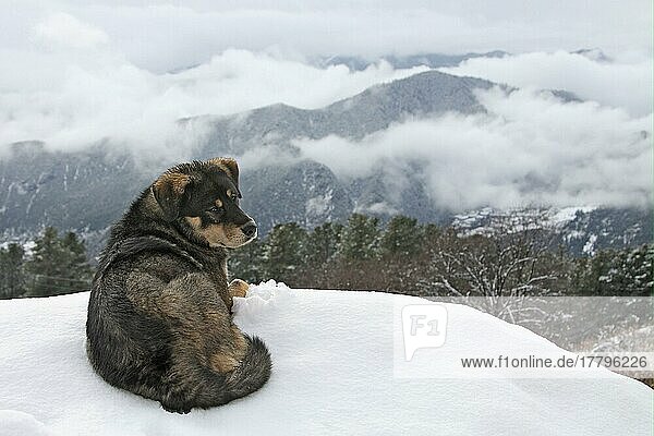 Domestic Dog  Tibetan Temple Mastiff  adult  laying in snow  Chabulang Temple  Muli County  Sichuan  China  Asia