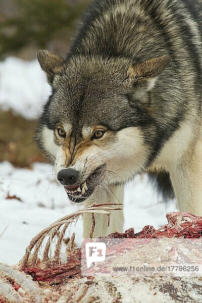 Grauer Wolf  erwachsenes Alphamännchen  in aggressiver Haltung  knurrt andere Wölfe (Canis lupus) an  während er sich von Weißwedelhirsch (Odocoileus virginianus) ernährt  Beute im Schnee  Minnesota  U. S. A. Januar (in Gefangenschaft)