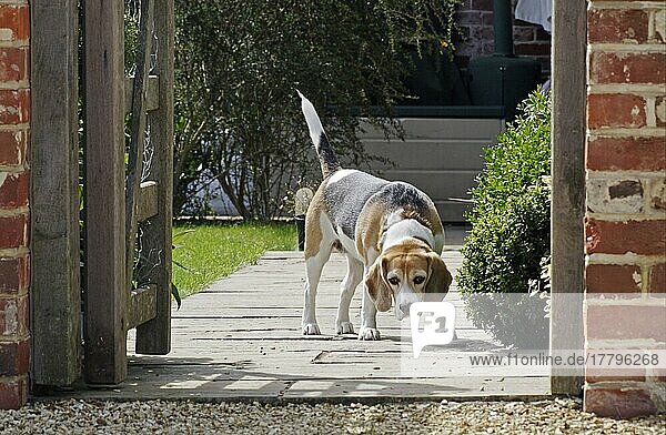 Haushund  Beagle  erwachsen  steht am offenen Tor im Garten  England  Großbritannien  Europa