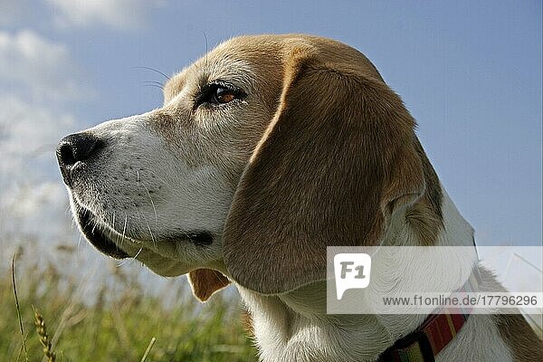 Haushund  Beagle  erwachsen  Nahaufnahme des Kopfes  England  Großbritannien  Europa