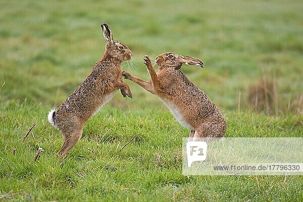 Feldhase (Lepus europaeus)  erwachsenes Paar  'Boxen'  Weibchen kämpft gegen Männchen im Feld  Suffolk  England  Marsch