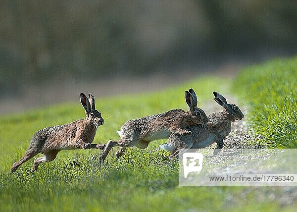 Feldhase (Lepus europaeus) zwei erwachsene Männchen jagen erwachsene Weibchen  rennen im aufstrebenden Getreidefeld  England  Frühling