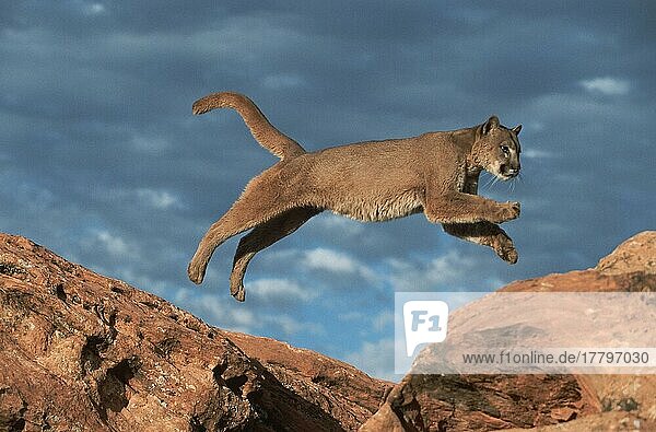 Puma (Felis concolor)