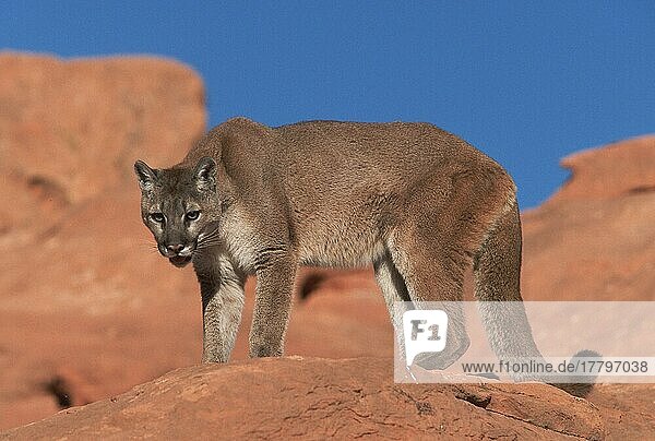 Puma (Felis concolor)  gefährlich