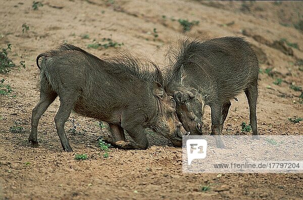Warzenschweine (Phacochoerus aethiopicus)  kämpfende Männchen  Kwazulu Natal  Südafrika