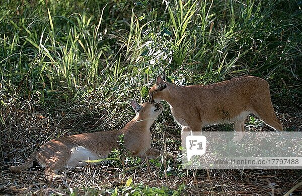 Karakale  Paar (Felis caracal)