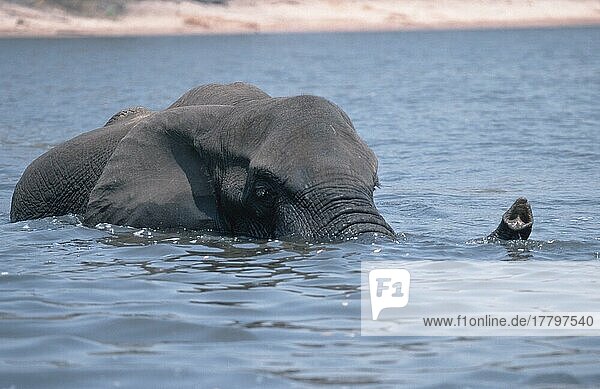 Afrikanischer Elefant (Loxodonta africana)  Chobe-Nationalpark  Botsuana
