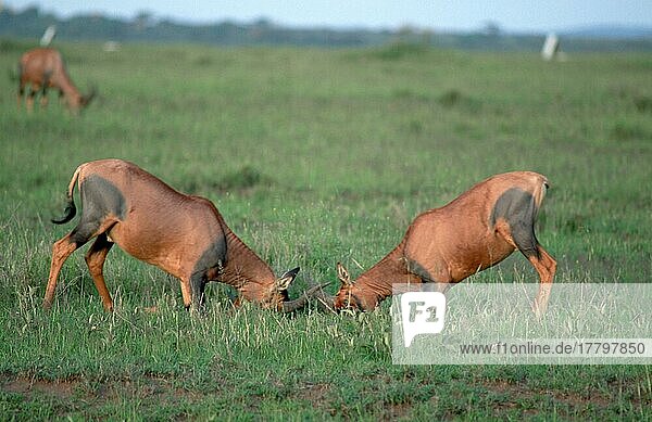 Topis  kämpfende Männchen  Serengeti-Nationalpark (Damaliscus lunatus korrigum)  Seite  Tansania  Afrika