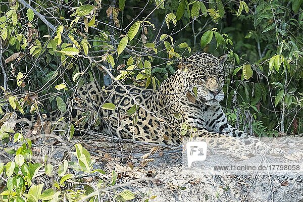 Männlicher Jaguar (Panthera onca) am Flussufer liegend  Cuiaba Fluss  Pantanal  Mato Grosso  Brasilien  Südamerika