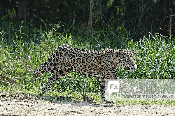Male jaguar (Panthera onca)  running and hunting  Cuiaba River  Pantanal  Mato Grosso  Brazil  South America