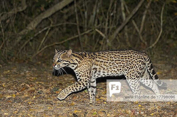 Ocelot (Leopardus pardalis) at night  Pantanal  Mato Grosso  Brazil  South America