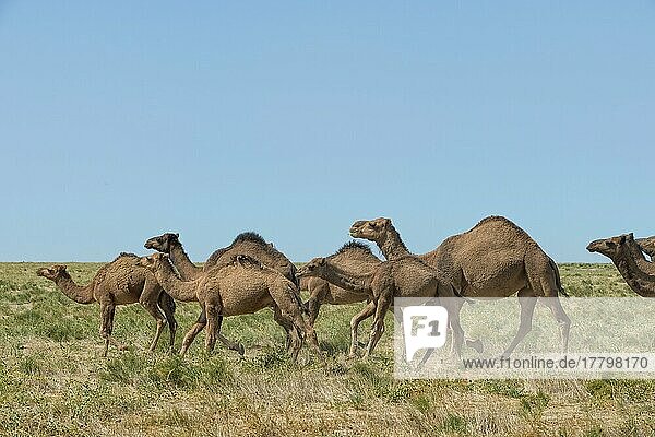 Dromedaries (Camelus dromedarius)  running  camel farm  breeding farm  southern region  Kazakhstan  Asia