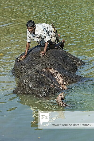 Mahout wäscht seinen indischen Elefanten (Elephas maximus indicus) im Fluss  Kaziranga National Park  Assam  Indien  Asien