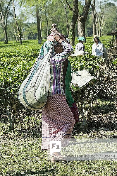 Indische Frau  die auf dem Kopf einen Beutel mit Teeblättern trägt  Nur für den redaktionellen Gebrauch  Assam  Indien  Asien