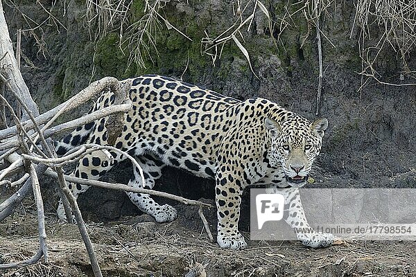 Junger Jaguar (Panthera onca) auf der Pirsch am Flussufer  Fluss Cuiaba  Pantanal  Bundesstaat Mato Grosso  Brasilien  Südamerika