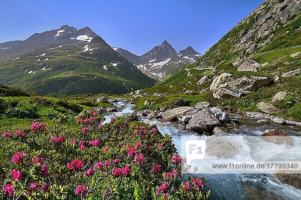 Flowering rusty-leaved alpenroses (Rhododendron ferrugineum) by a mountain stream on the Susten Pass  Canton Uri  Switzerland  Europe