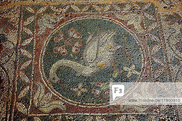 Ruinen der antiken Kupferstadt Soli  Soloi  Karovostasi aus der fruehchristlichen Zeit  Mosaik  der Schwan  Mosaikfussboden in der fruehchristlichen Basilika  Nordzypern