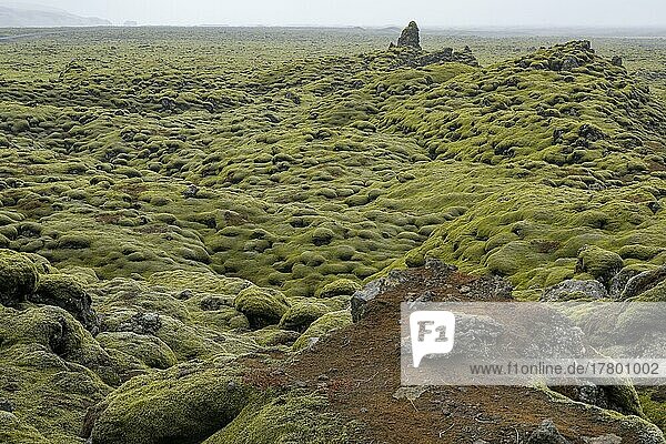 Lavafeld Eldhraun von dichten Moospolster bedeckt  Island  Europa