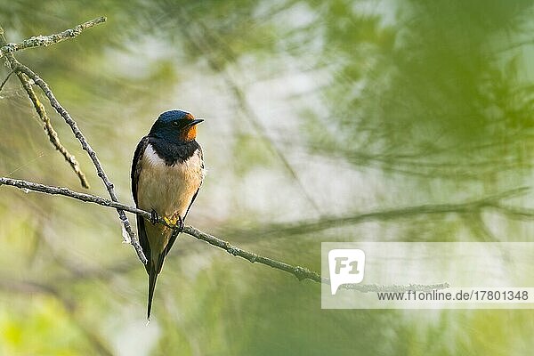 Barn swallow (Hirundo rustica)  sitting on branch  Hesse  Germany  Europe