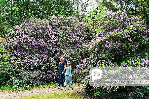 Spaziergang  Frau und Mädchen laufen durch blühenden Rhododendron  historischer Friedhof Südwestkirchhof Stahnsdorf  Potsdam-Mittelmark  Brandenburg  Deutschland  Europa