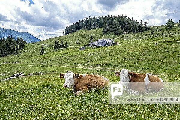 Cows (Bos taurus) on the Postalm in the Salzkammergut  Strobl  Salzburg  Austria  Europe