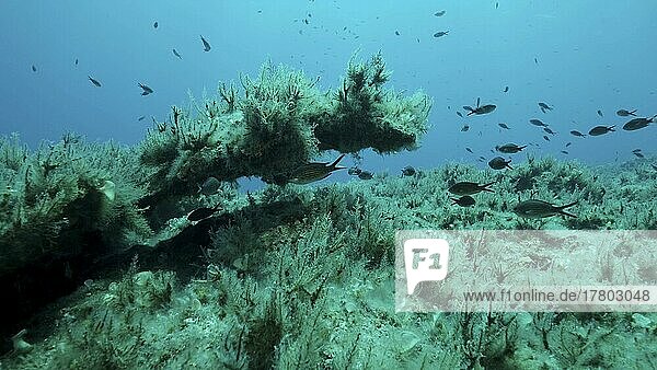 Felsiger Meeresboden  bedeckt mit Braunem Seegras (Cystoseira) . Unterwasserlandschaft im Mittelmeer. Mittelmeer  Zypern  Europa