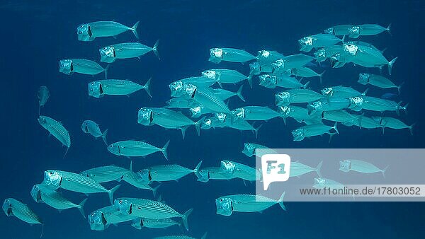 Ein Makrelenschwarm schwimmt mit offenem Maul im blauen Wasser und ernährt sich von Planton. Unterwasseraufnahme. Rotes Meer  Ägypten  Afrika