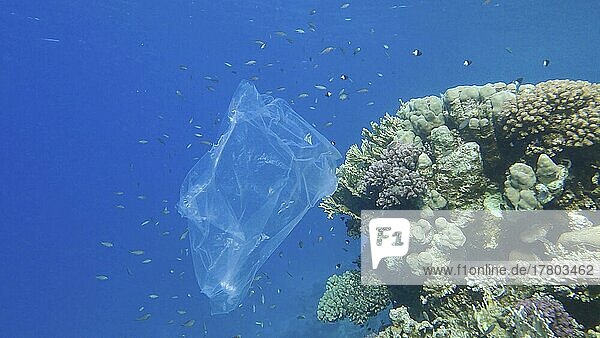 Plastikverschmutzung des Ozeans  eine weggeworfene Plastiktüte auf einem tropischen Korallenriff  auf dem blauen Wasserhintergrund schwimmt ein Schwarm tropischer Fische. Unterwasseraufnahme. Rotes Meer  Ägypten  Afrika