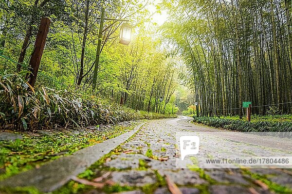 Ein Weg in China mit Bambusbäumen  ein Weg in einem Touristenpark in China (Picea) Schrenkiana Forest