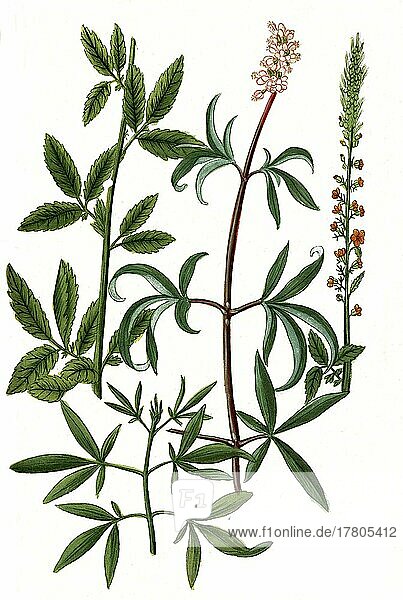 Major odorata  agrimony  Agnus castus  monk's pepper (Vitex agnus-castus)  also called vitex  chaste tree  chasteberry  Historical  digitally restored reproduction of a 19th century original
