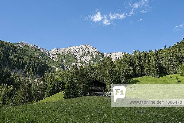 Zwölferspitze  Berg in den Stubaier Alpen  Holzhütte auf Waldlichtung  Madau  Tirol  Österreich  Europa