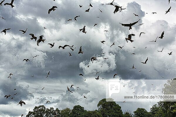 Schwarm Rotmilane (Milvus milvus) auf Nahrungssuche  fliegende Silhouetten vor dramatischem Wolkenhimmel  bedrohliche Atmosphäre  Gegenlicht  Wales  Großbritannien  Europa