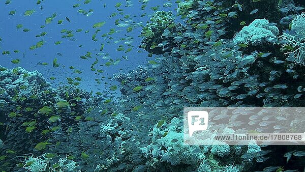 Large school of small fish swims under surface of water in the sun rays on dawn. Red sea  Egypt  Africa