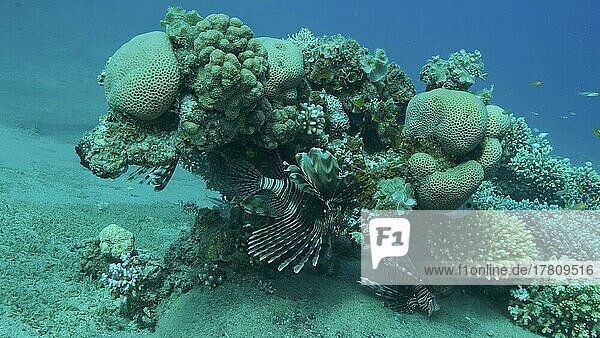 Gewöhnlicher Pazifischer Rotfeuerfisch (Pterois volitans) schwimmt in der Nähe eines Korallenriffs. Rotes Meer  Ägypten  Afrika