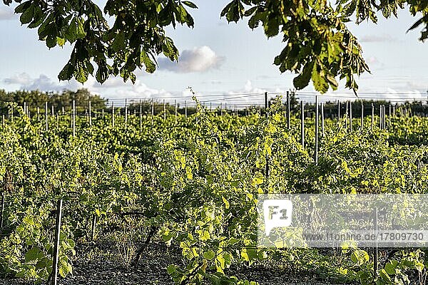 Weinreben  Weinanbau an der Ostsee  Insel Gotland  Schweden  Europa