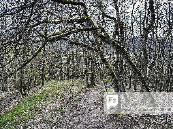 Knorrige Bäume an einem Wanderweg im Nationalpark Kellerwald-Edersee  Vöhl  Hessen  Deutschland  Europa