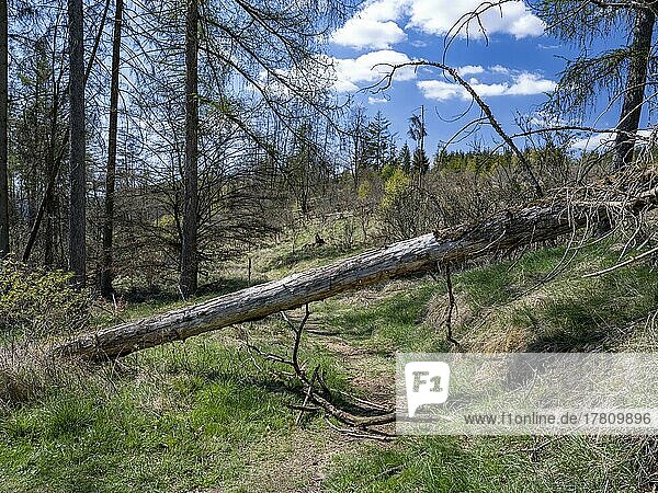 Fallen trees in Kellerwald-Edersee National Park  Vöhl  Hesse  Germany  Europe