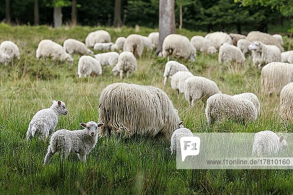 Flock of sheep  Elmpter Schwalmbruch  North Rhine-Westphalia  Germany  Europe