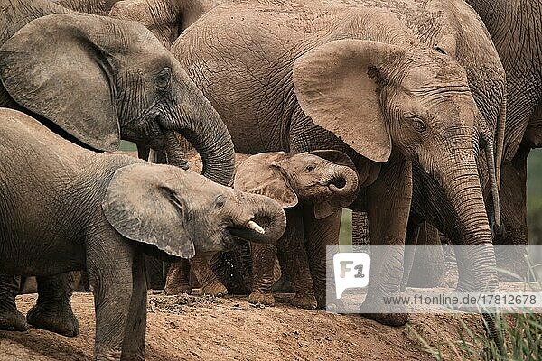 Elefantengruppe mit Jungtieren im Addo Elephant Nationalpark  Südafrika