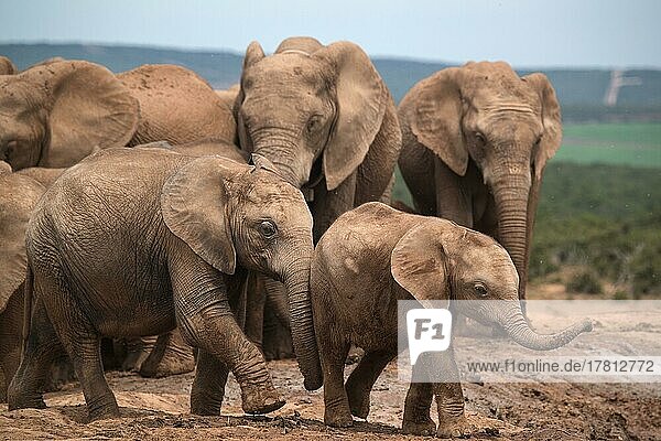 Elefantengruppe mit Jungtieren im Addo Elephant Nationalpark  Südafrika