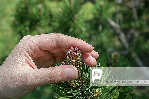 Bunte wilde Frühlingsblumen in der Hand in der Natur