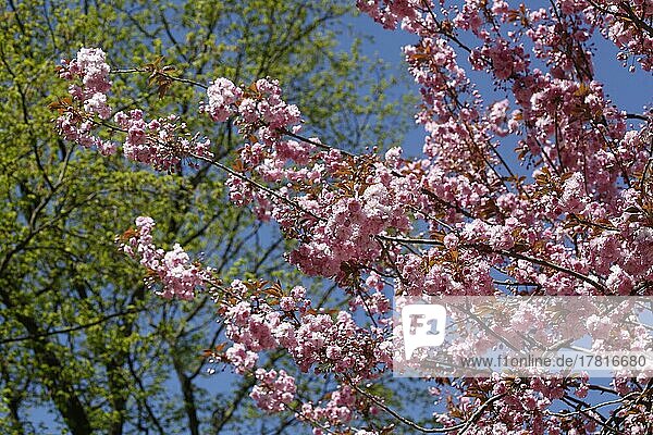Rosa Kirschblüten auf Baumzweigen  Deutschland  Europa