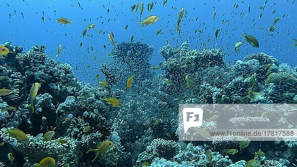 Ein riesiger Schwarm von Juwelen-Fahnenbarsch (Pseudanthias squamipinnis) und Glasfischen schwimmt in der Nähe eines Korallenriffs. Unterwasserleben am Korallenriff im Ozean. Rotes Meer  Ägypten  Afrika