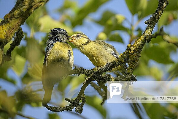 Blaumeise (Cyanistes caeruleus)  Altvogel füttert Junge im Frühjahr