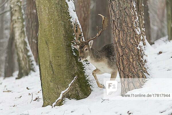 Fallow Deer (Dama dama)  male in winter