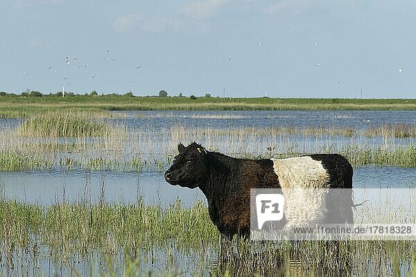Cow (Bos taurus) adult animal standing in water  Lincolnshire  England  United Kingdom  Europe