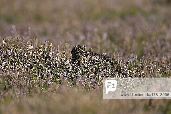 Schottisches Moorschneehuhn (Lagopus lagopus scotica)  erwachsener weiblicher Vogel bei der Nahrungsaufnahme auf einer sommerlichen Moorlandschaft mit blühenden Heidepflanzen  Yorkshire  England  Großbritannien  Europa